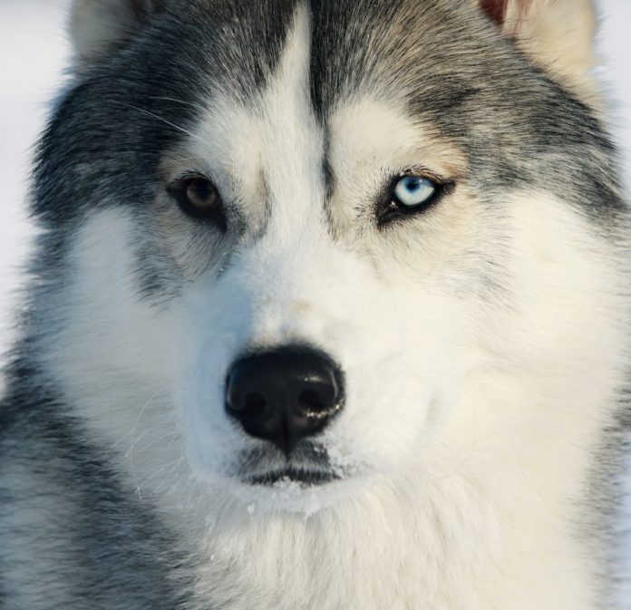 Ma Vie Avec Mon Husky Sibérien